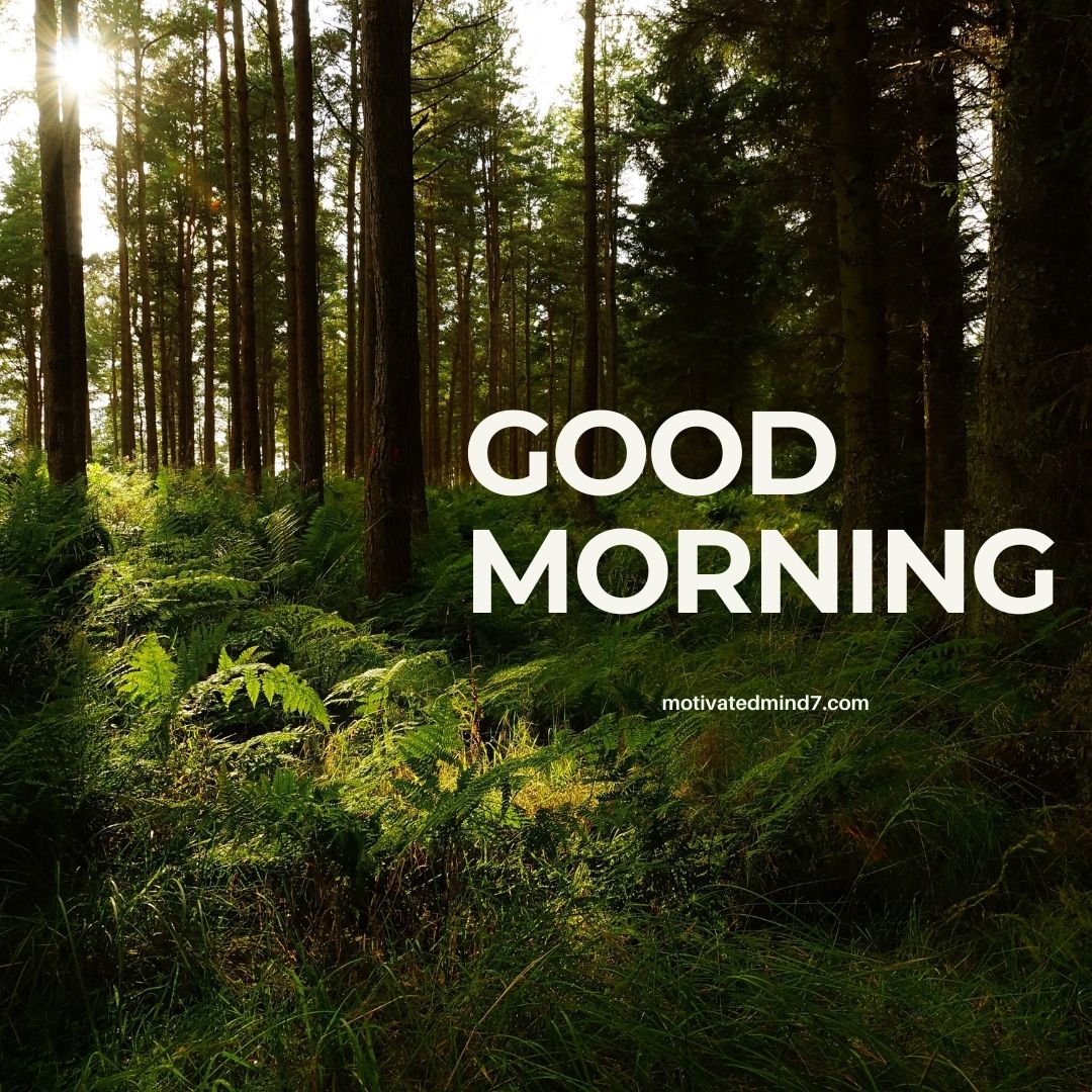 This good morning image shows a dense forest with tall trees and lush green ferns covering the forest floor. Sunlight is filtering through the trees, creating a serene and peaceful atmosphere.