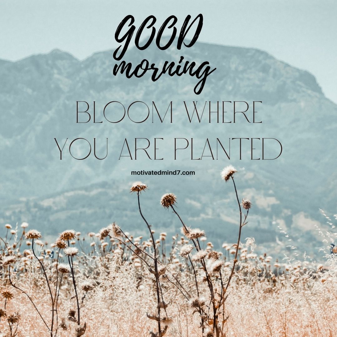 a field of flowers with mountains in the background