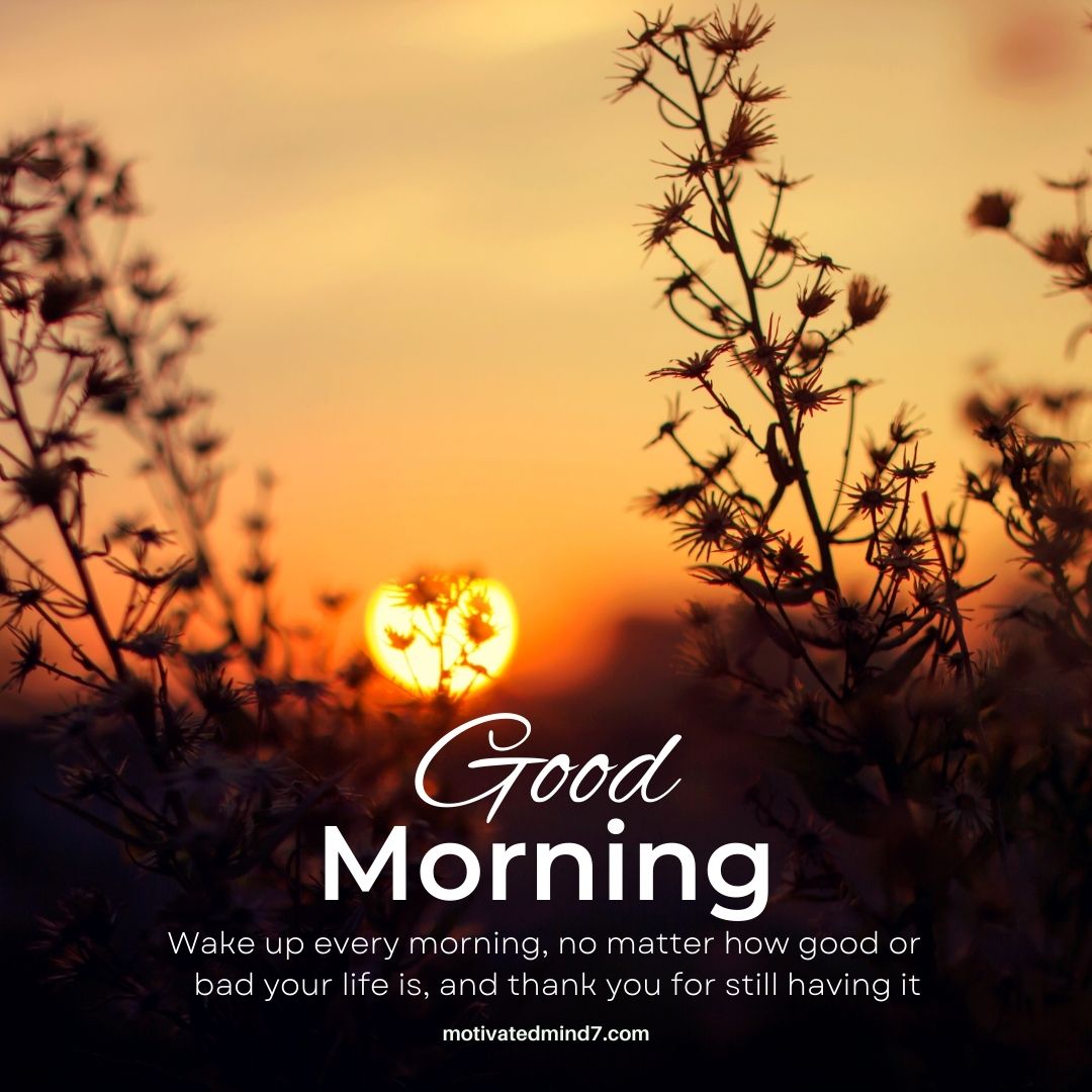a scenic view of a sunrise with silhouetted plants in the foreground. The sun is low on the horizon, casting a warm, golden light across the sky.