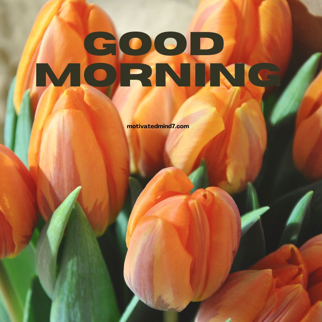 good morning flower images