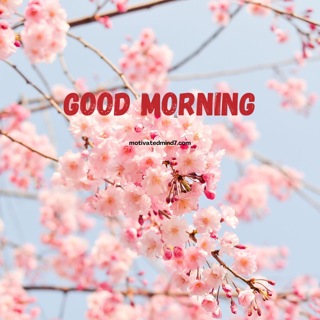 good morning flower images