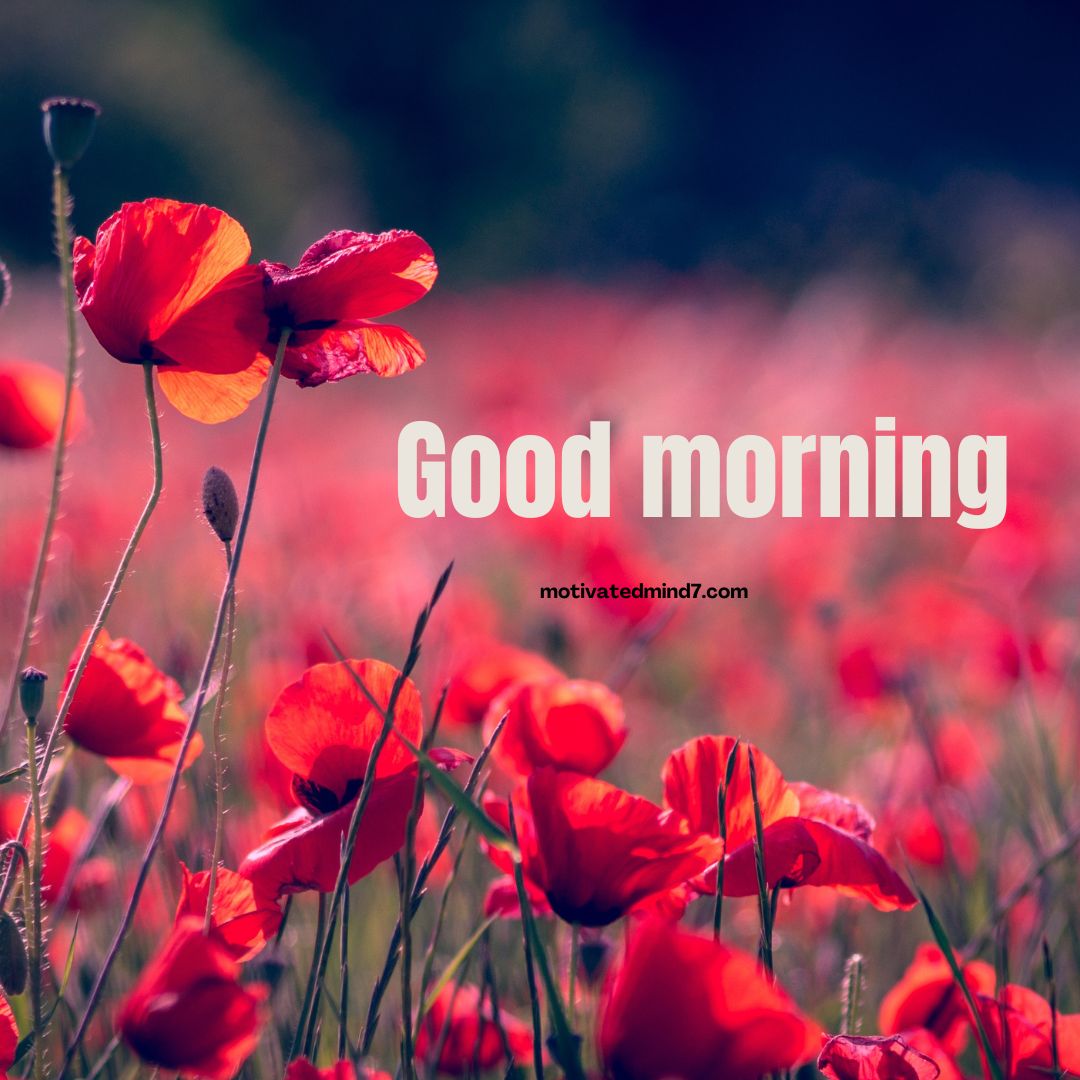 good morning flower images
