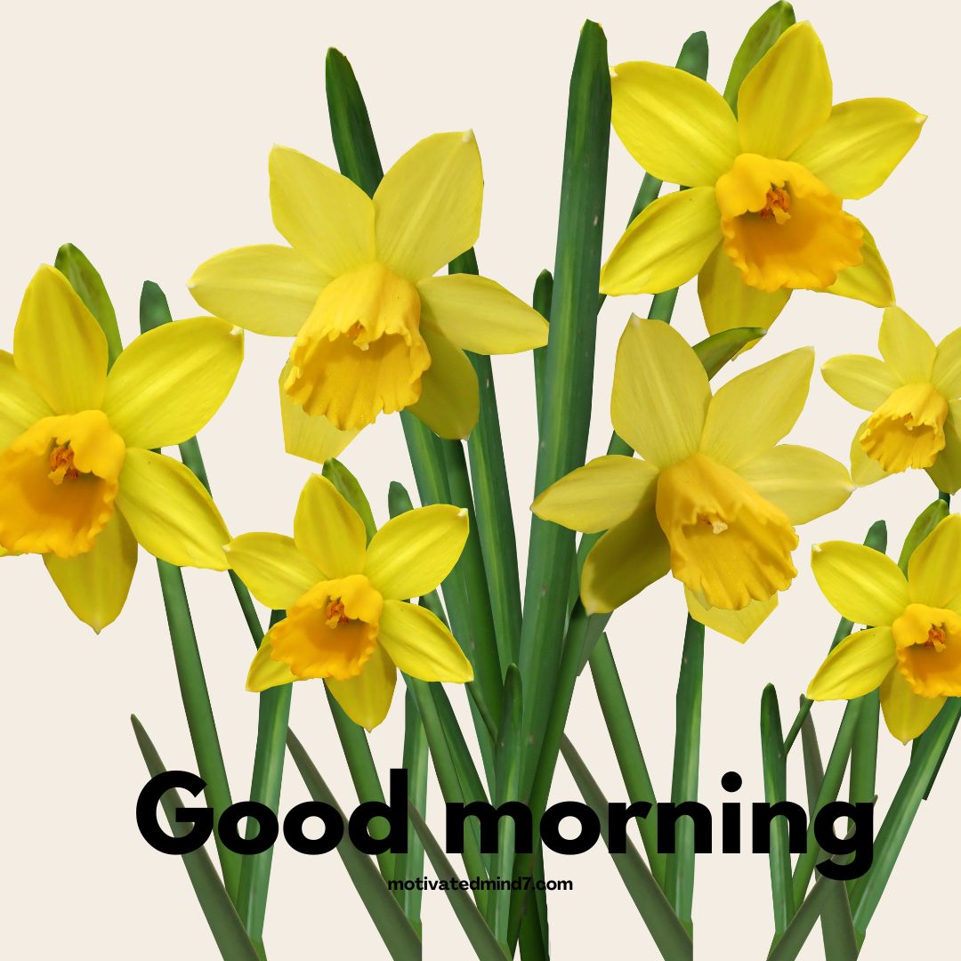 good morning flower images