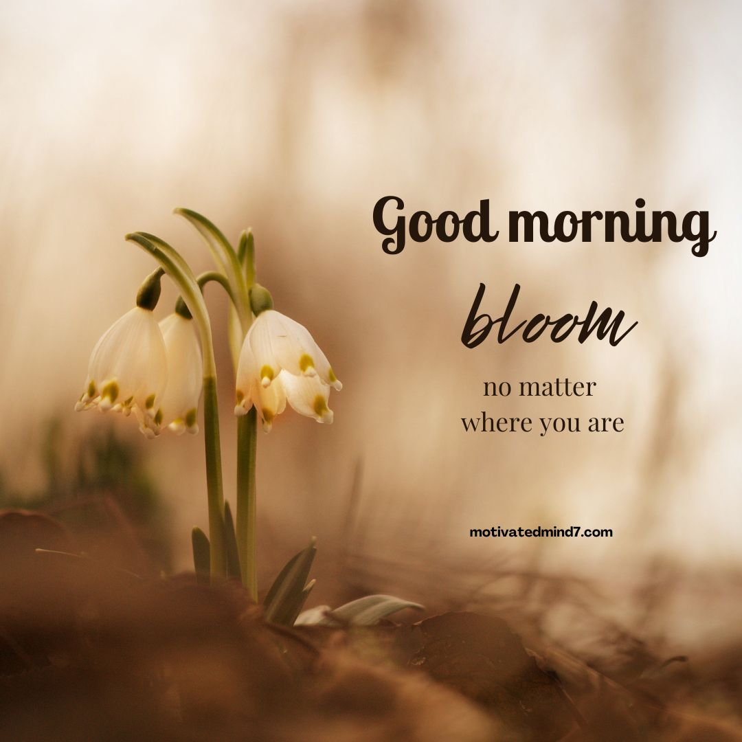 good morning flower images